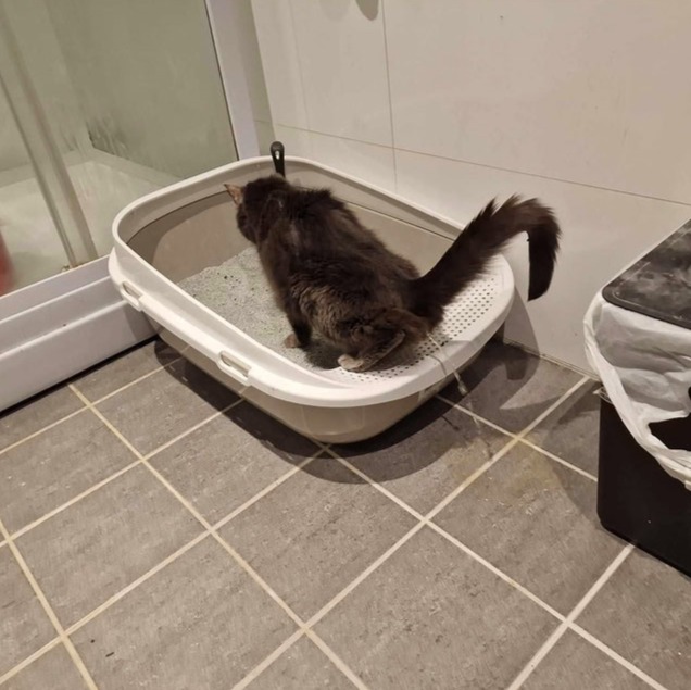Katze an ihrem offenen Katzenklo